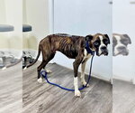 Small Boxer