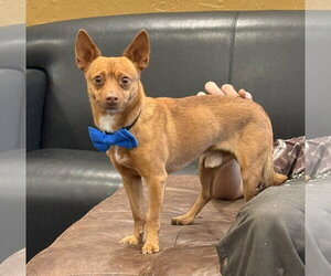 Vinny - Male Chipin Dog for Adoption - Photo #3