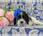Small Photo #6 Cocker Spaniel Puppy For Sale in KIRKWOOD, PA, USA
