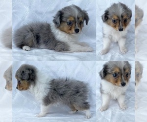 Miniature Australian Shepherd Puppy for sale in BROOKER, FL, USA