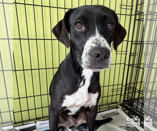 Medium Photo #2 Lab-Pointer Puppy For Sale in Washington, DC, USA