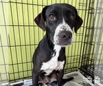 Small #1 Lab-Pointer
