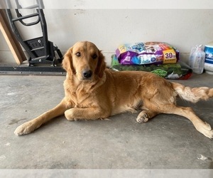 Mother of the Golden Retriever puppies born on 12/29/2020