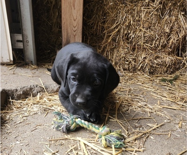 Medium Photo #1 Labrador Retriever Puppy For Sale in BARRON, WI, USA