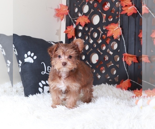 Medium Photo #4 YorkiePoo Puppy For Sale in MOUNT VERNON, OH, USA