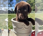 AKC Ready to Go - Male Labrador Retriever Puppy for Sale - Photo #7