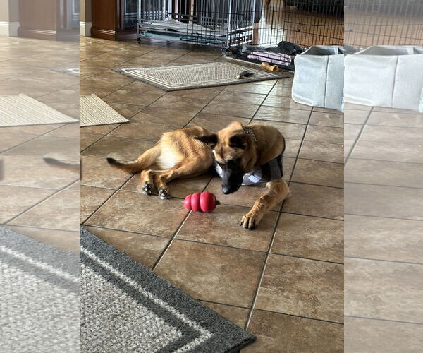 Medium Photo #9 Mutt Puppy For Sale in Stevens Point, WI, USA