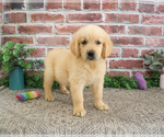 Small #1 Golden Retriever