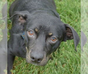 Beagle-Chihuahua Mix Dogs for adoption in Huntley, IL, USA