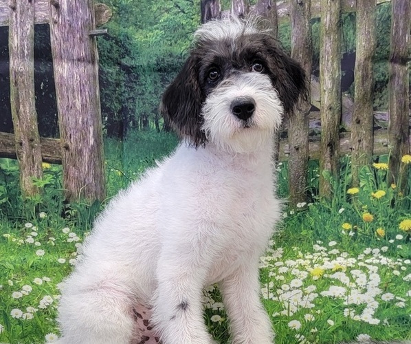 Medium Photo #1 Miniature Labradoodle Puppy For Sale in BLAKESBURG, IA, USA