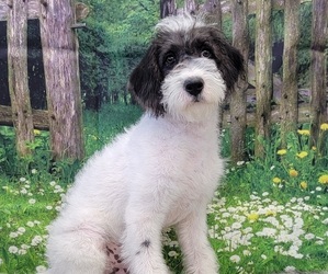 Miniature Labradoodle Puppy for Sale in BLAKESBURG, Iowa USA