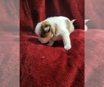Small Photo #19 Yorkshire Terrier Puppy For Sale in AKRON, OH, USA