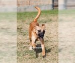 Small Photo #10 Unknown-Whippet Mix Puppy For Sale in McKinney, TX, USA