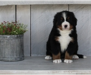 Bernese Mountain Dog Puppy for sale in FREDERICKSBURG, OH, USA