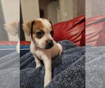 Small Labrador Retriever-Red Heeler Mix