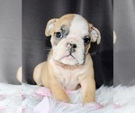 Small Photo #1 Bulldog Puppy For Sale in LITTLE ELM, TX, USA