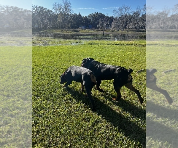Medium Photo #1 Rottweiler Puppy For Sale in ZEPHYRHILLS, FL, USA