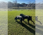 Small Photo #1 Rottweiler Puppy For Sale in ZEPHYRHILLS, FL, USA