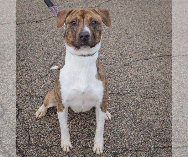Medium Photo #3 American Staffordshire Terrier-Boxer Mix Puppy For Sale in Huntley, IL, USA