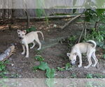 Small #12 Labrador Retriever Mix