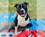 Small American Staffordshire Terrier Mix