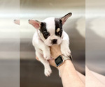 Small Photo #22 French Bulldog Puppy For Sale in CHARLOTTE, NC, USA