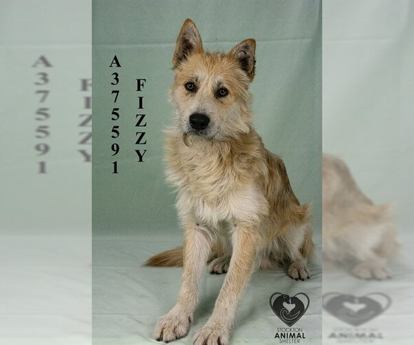 Medium Photo #1 Mutt Puppy For Sale in Stockton, CA, USA