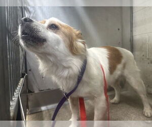 Papillon Dogs for adoption in San Bernardino, CA, USA