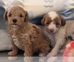 Miniature Labradoodle Puppy for Sale in SAN DIEGO, California USA