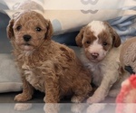 Small Miniature Labradoodle