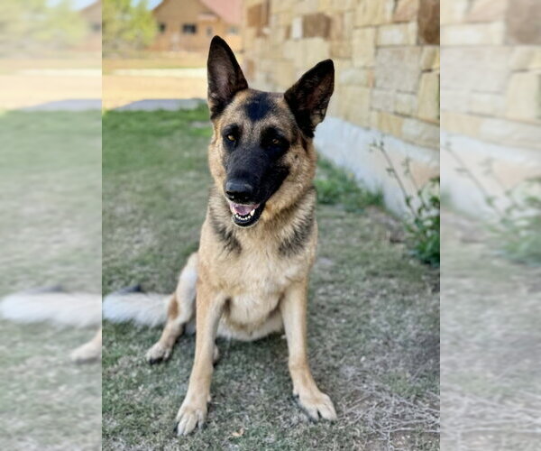 Medium Photo #4 German Shepherd Dog Puppy For Sale in PIPE CREEK, TX, USA