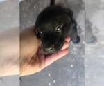 Small #7 Labrador Retriever