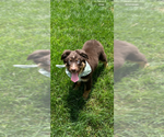 Small #3 Australian Shepherd