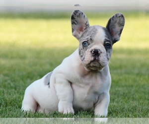 French Bulldog Puppy for sale in BOSTON, MA, USA