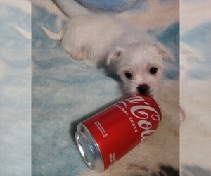 Maltese Puppy for sale in SNOWFLAKE, AZ, USA