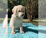 Small Photo #8 Golden Retriever Puppy For Sale in BUTNER, NC, USA