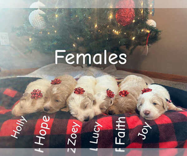 Medium Photo #3 Pyredoodle Puppy For Sale in MINSTER, OH, USA