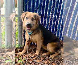 Labrador Retriever-Unknown Mix Dogs for adoption in Holly Springs, NC, USA