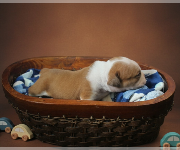 Medium Photo #23 Olde English Bulldogge Puppy For Sale in WRIGHT CITY, MO, USA