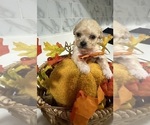 Puppy Bumblebee ShihPoo