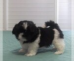Small Photo #1 Shih Tzu Puppy For Sale in PARRISH, FL, USA