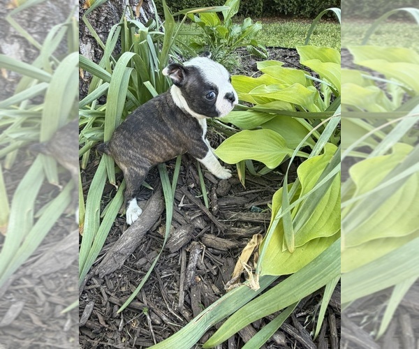 Medium Photo #3 Boston Terrier Puppy For Sale in FREDONIA, KS, USA