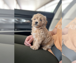 Maltipoo Puppy for sale in DALLAS, TX, USA