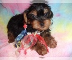 Small #1 Yorkshire Terrier