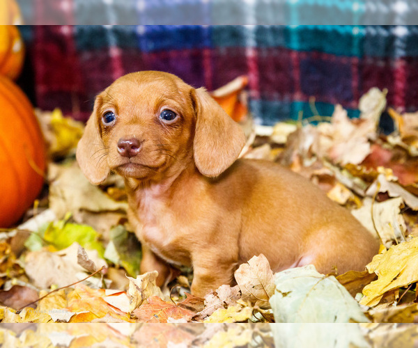 Medium Photo #55 Dachshund Puppy For Sale in WAKARUSA, IN, USA