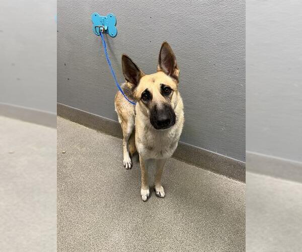 Medium Photo #1 German Shepherd Dog-Unknown Mix Puppy For Sale in Las Vegas, NV, USA