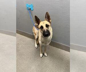 German Shepherd Dog-Unknown Mix Dogs for adoption in Las Vegas, NV, USA