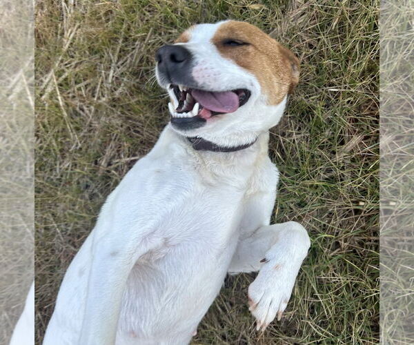 Medium Photo #5 Jack Russell Terrier-Unknown Mix Puppy For Sale in Spring Lake, NC, USA