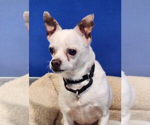 Chihuahua Dogs for adoption in Walnutport, PA, USA