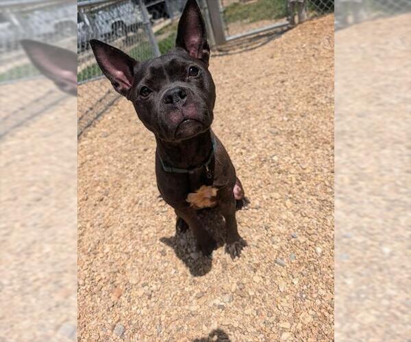 Medium Photo #2 Labrador Retriever-Unknown Mix Puppy For Sale in Forestville, MD, USA